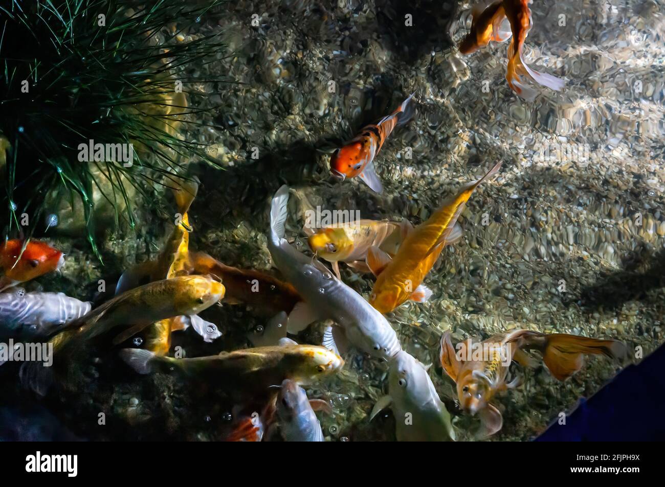 Un haut de carpes communs (Cyprinus carpio - poissons d'eau douce des eaux eutrophiques dans les lacs et les grandes rivières) nageant dans l'un des réservoirs d'eau. Banque D'Images