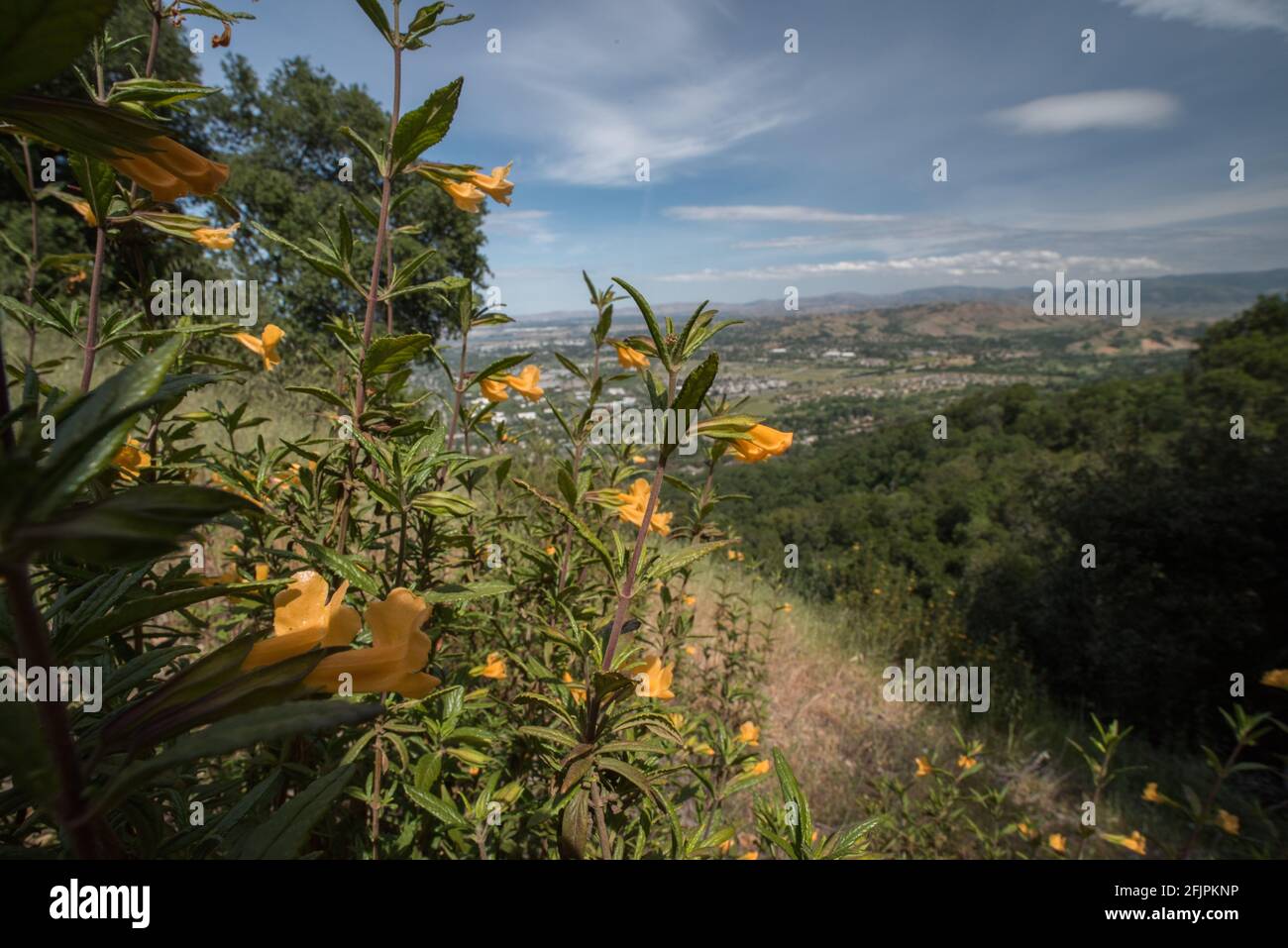 Fleur de mousson de brousse collante ou orange (Diplacus aurantiacus) plante à fleurs originaire de la Californie qui fleurit dans le parc régional de la crête de Pleasanton. Banque D'Images