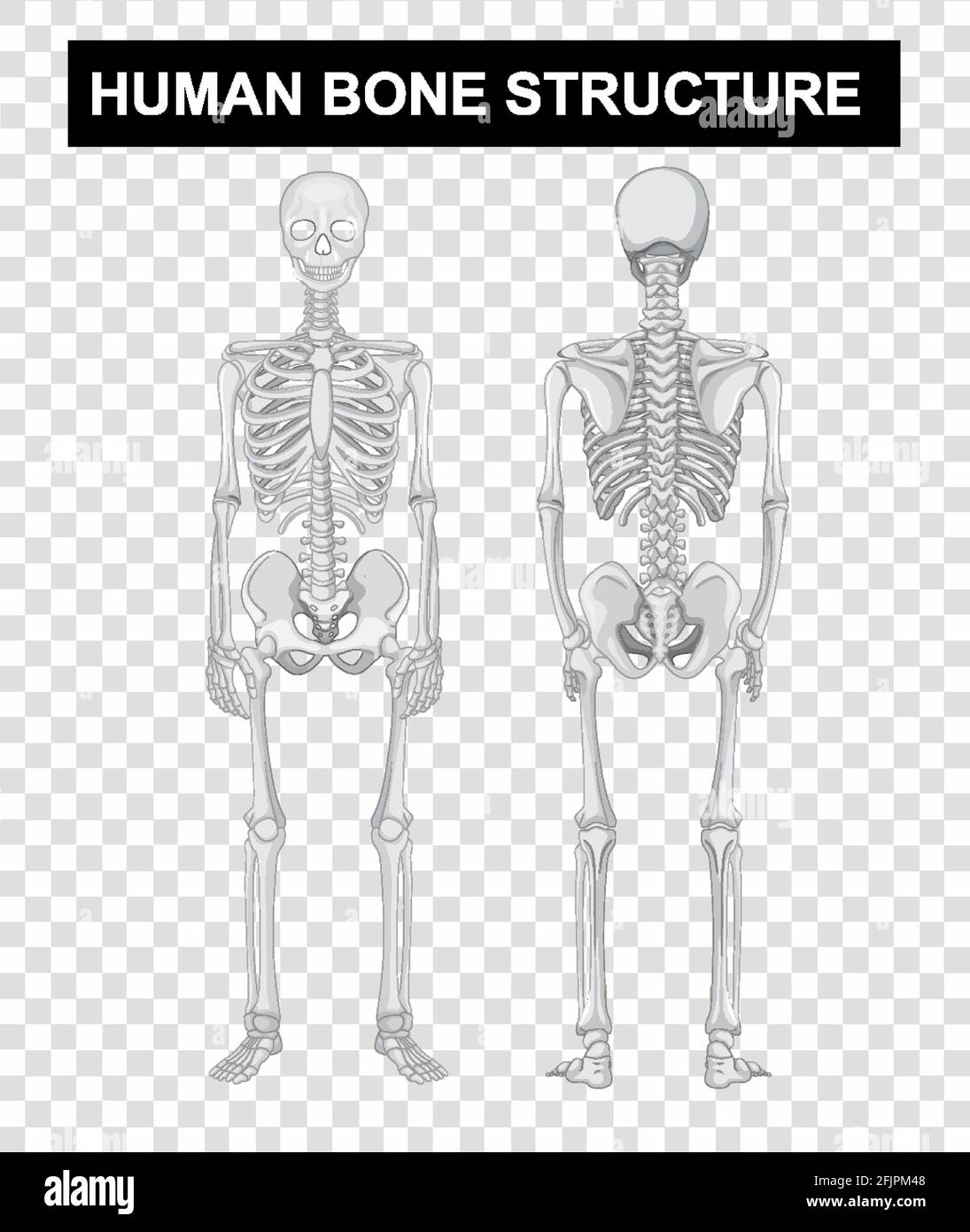 Avant et arrière de la structure osseuse humaine sur fond transparent illustration Illustration de Vecteur