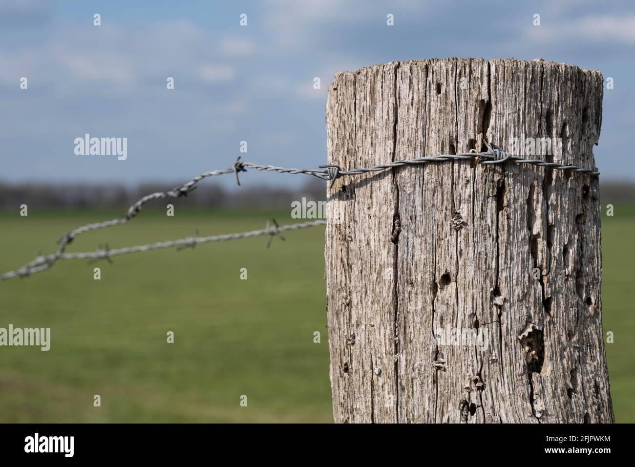 Gros plan d'un ancien poteau en bois abîmé avec un fil barbelé enveloppé autour de lui dans un paysage de pâturage vert avec le bleu ciel et soleil Banque D'Images