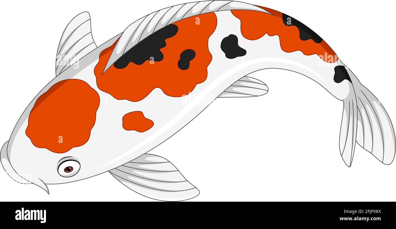 Dessin animé joli poisson koï sur fond blanc Illustration de Vecteur