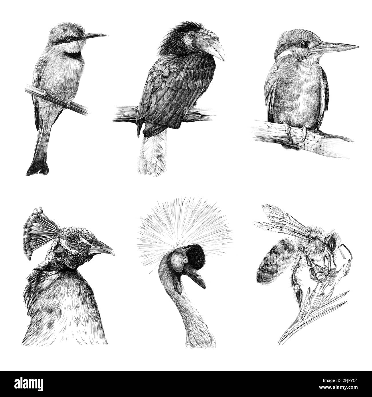 Jeu de six animaux d'oiseaux, croquis graphiques illustration monochrome sur fond blanc (originaux, pas de tracé) Banque D'Images