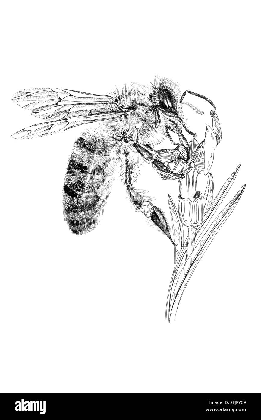 Abeille dessinée à la main sur fleur, croquis graphiques illustration monochrome sur fond blanc (originaux, pas de tracé) Banque D'Images