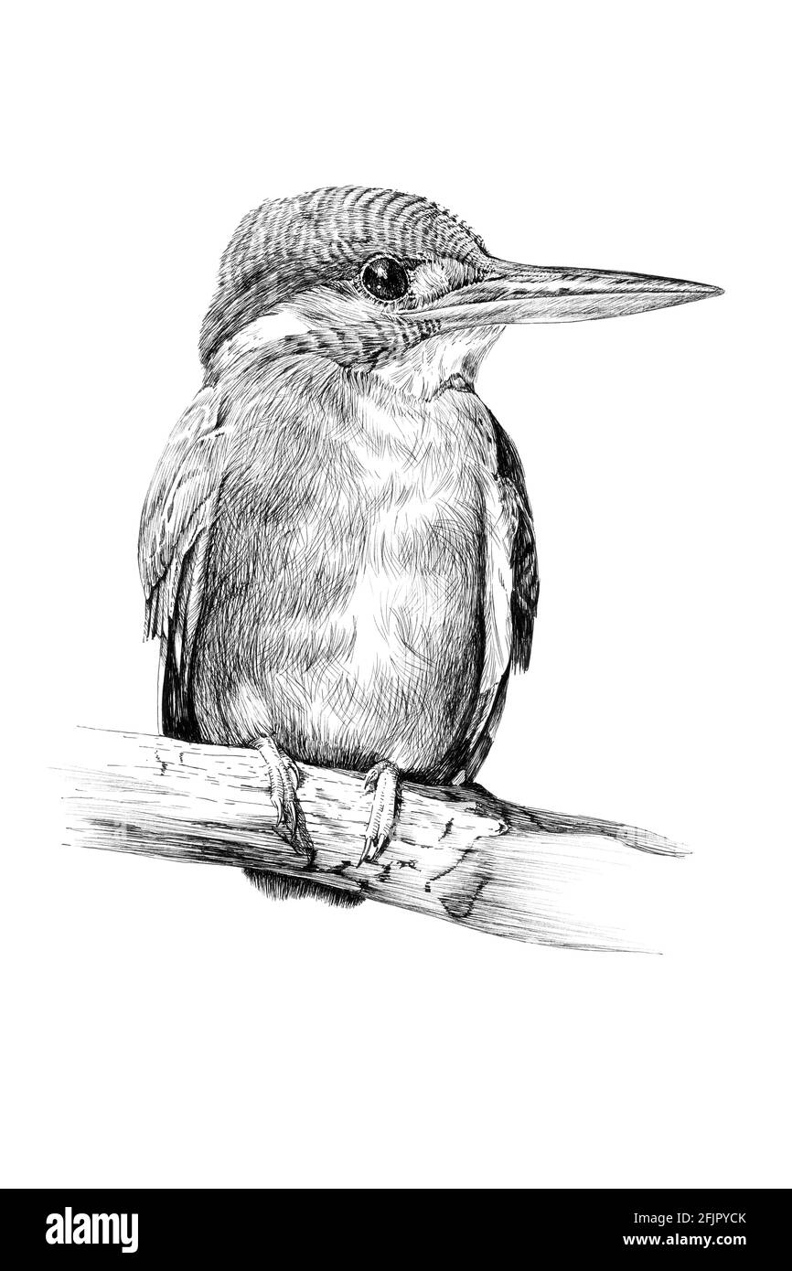 kingfisher dessiné à la main, croquis graphiques illustration monochrome sur fond blanc (originaux, pas de tracé) Banque D'Images