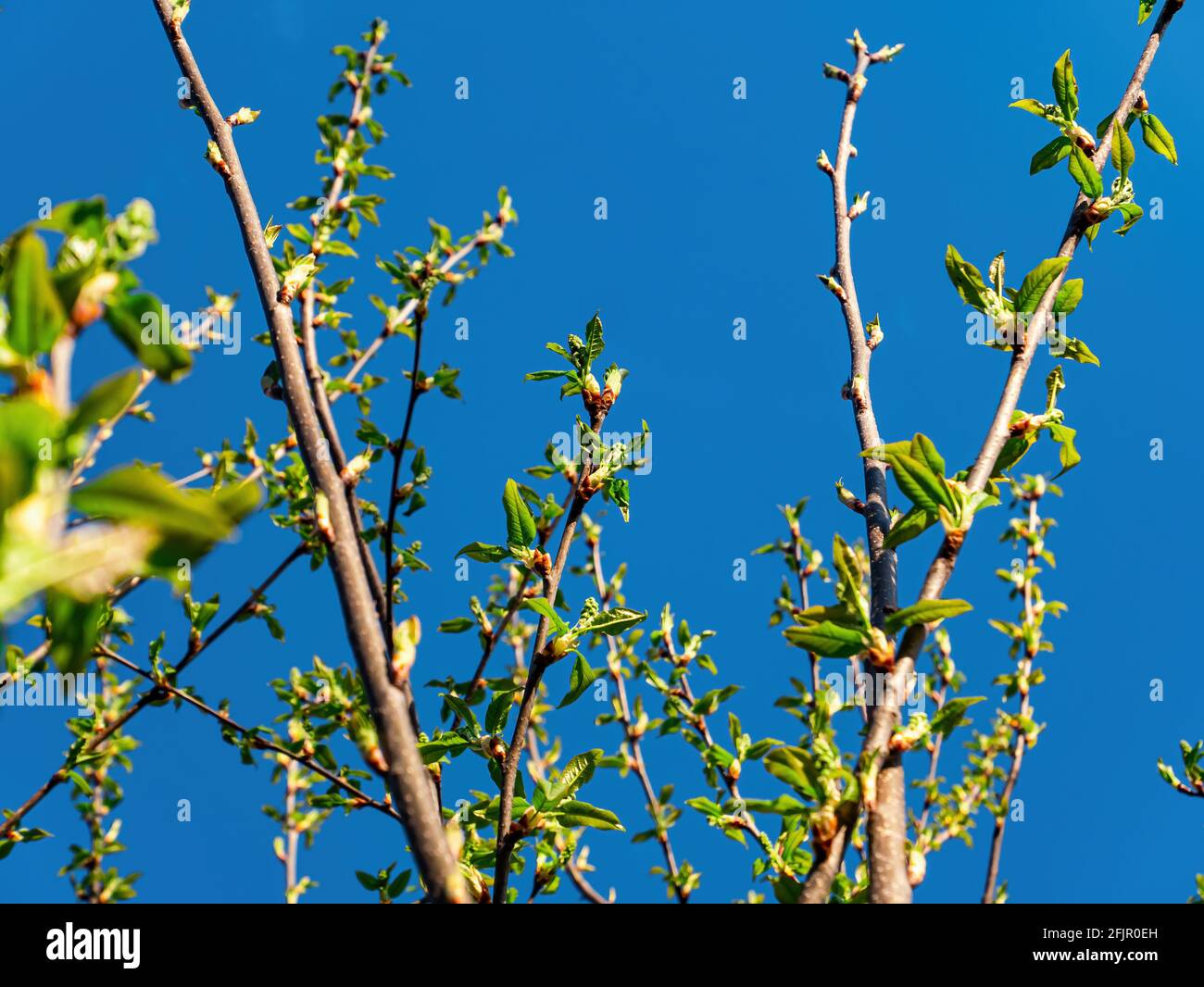 Pousses de printemps vertes de l'arbre de Plunus pavus contre le ciel bleu. Pousses de feuilles. Plunus pavus. Feuillage de printemps. Ciel bleu. Lumière du soleil. N de ressort Banque D'Images