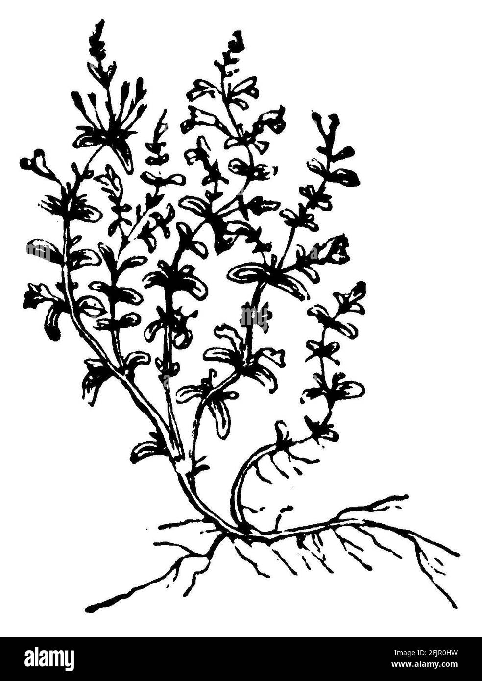 Thymus vulgaris illustration Banque d'images noir et blanc Alamy