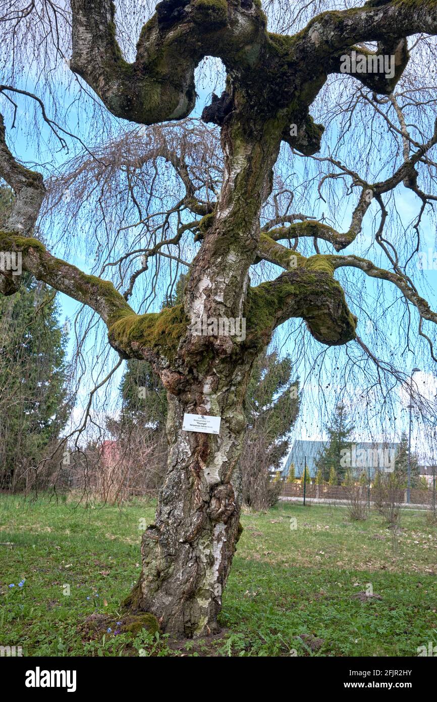 Betula pendula, connue sous le nom de bouleau argenté, bouleau verrueux, bouleau blanc européen dans le jardin botanique de Salaspils en Lettonie Banque D'Images