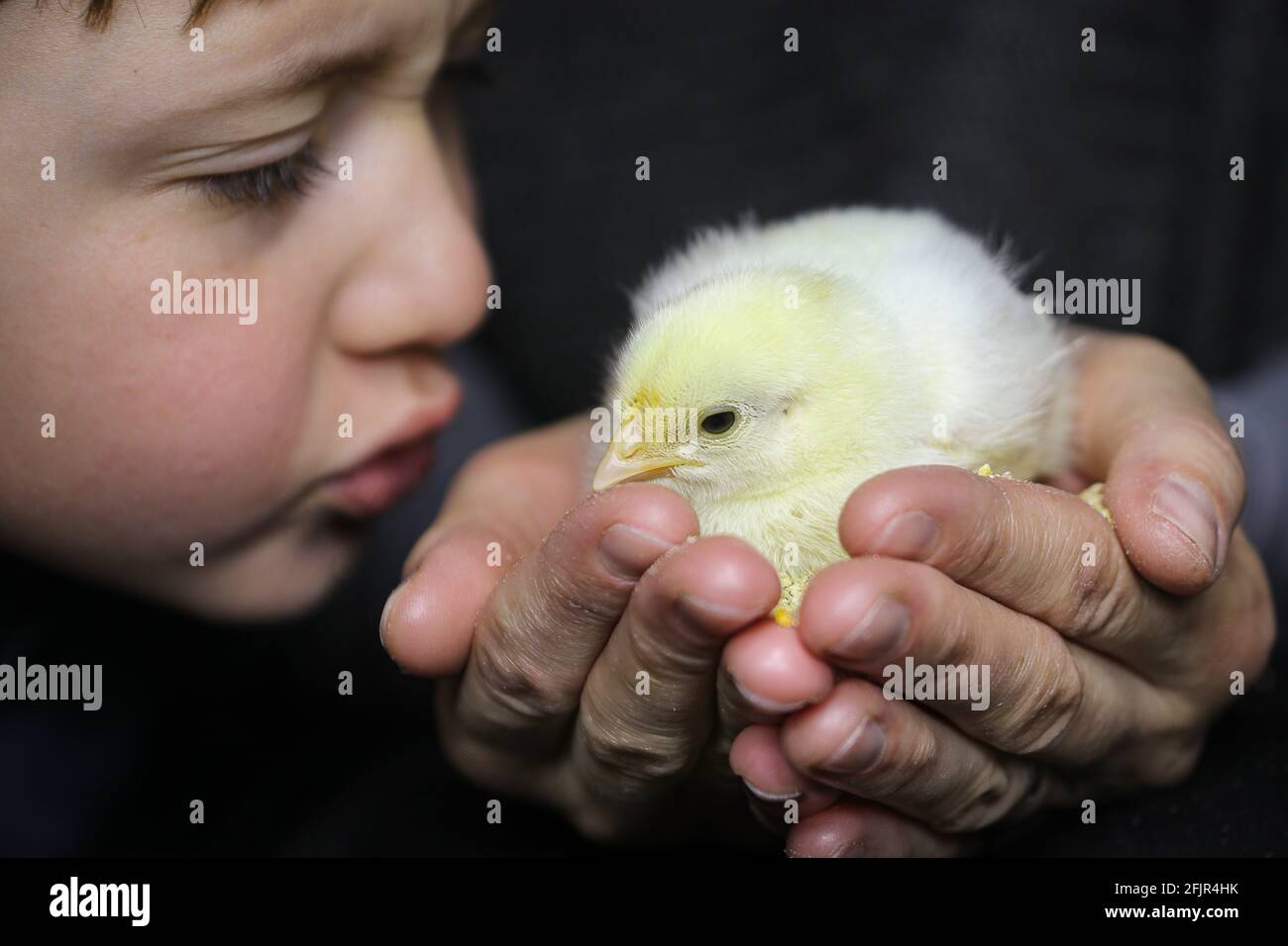 Un garçon qui regarde un adorable poulet nouveau-né dans les mains humaines. Banque D'Images