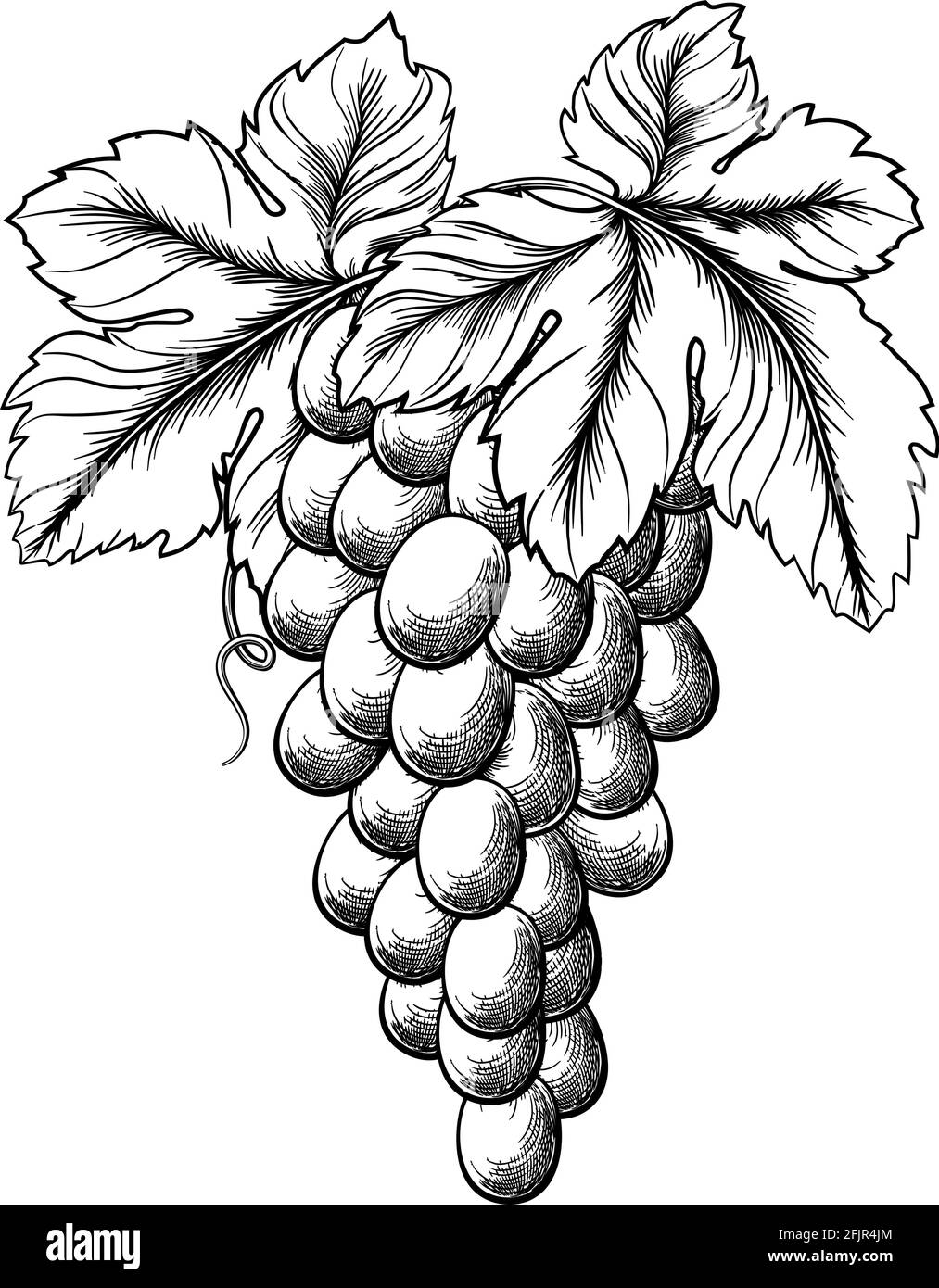 Bouquet de raisins sur vigne et feuilles Illustration de Vecteur