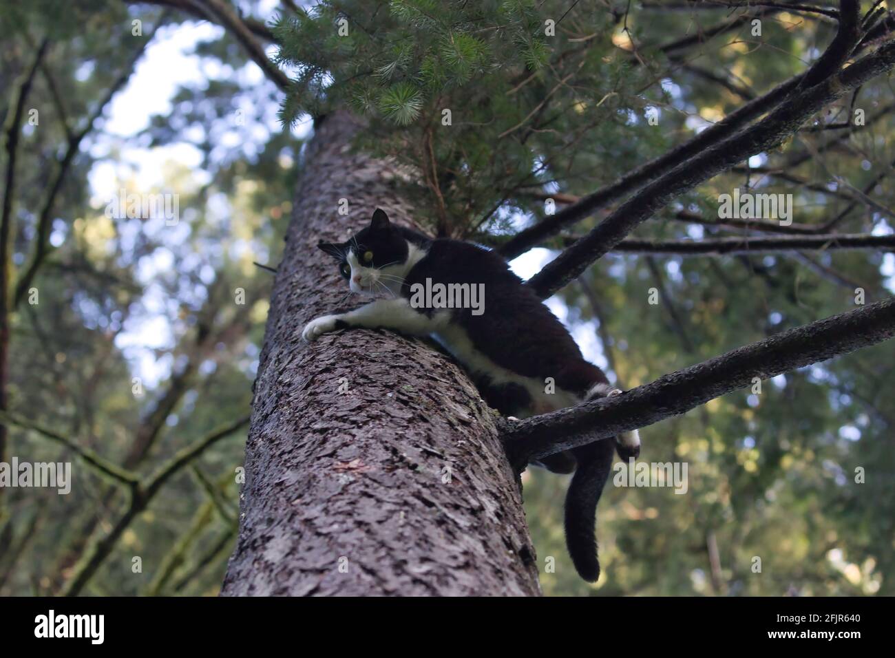 jeune chat noir et blanc accrochant à un arbre Banque D'Images