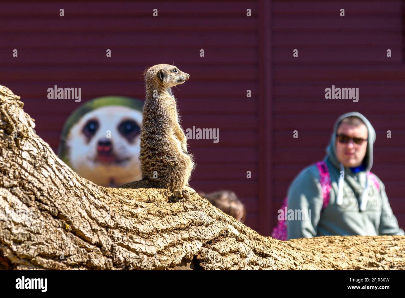 Winchester, Hampshire, Royaume-Uni, le 25 avril 2021. Le zoo de Marwell continue d'accueillir les visiteurs après sa réouverture au confinement du coronavirus. Un meerkat prend une position élevée pour regarder les gens regarder les meerkat. Crédit : Paul Biggins/Alamy Live News Banque D'Images