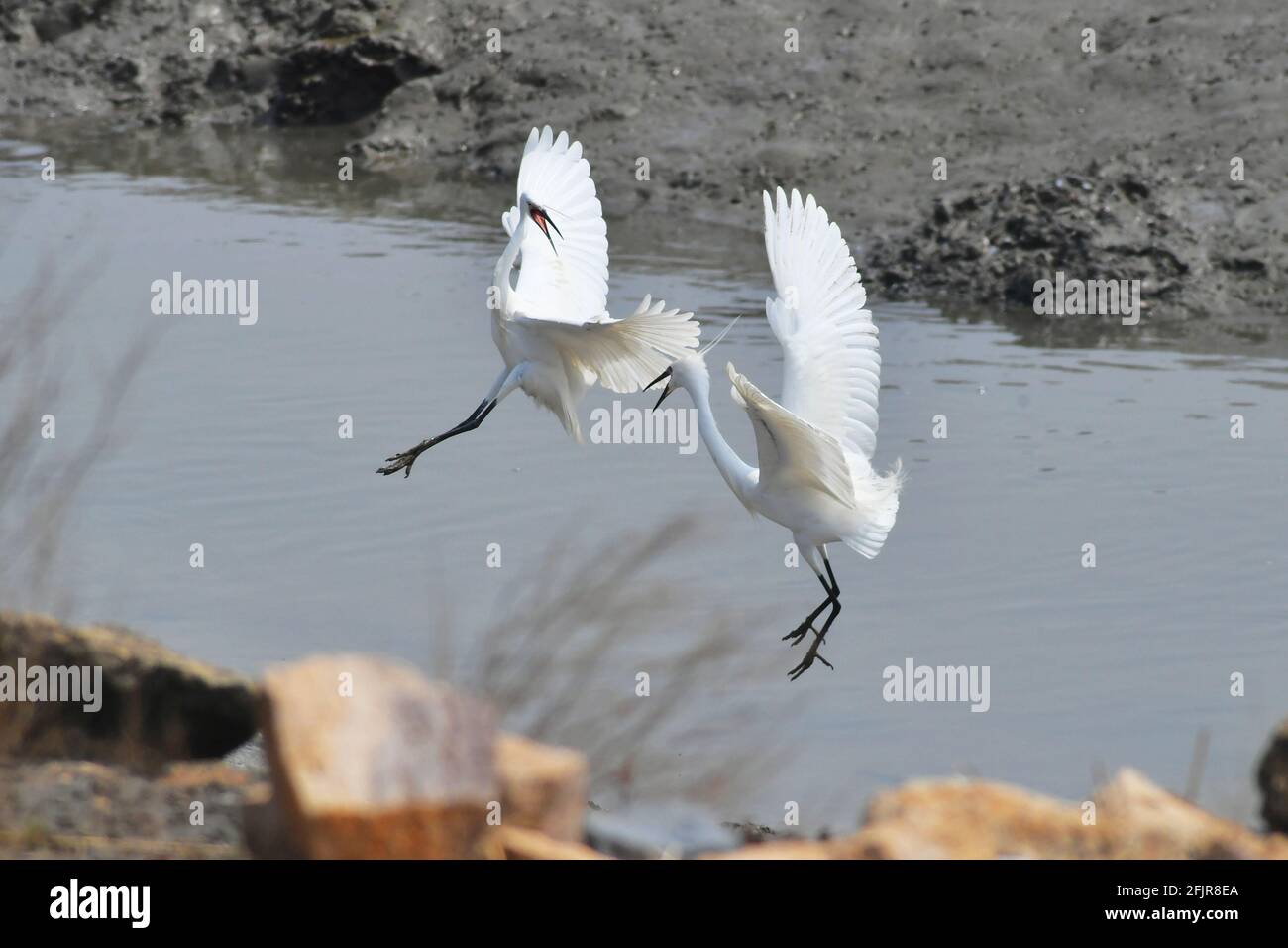 Qingdao, Qingdao, Chine. 26 avril 2021. Le 25 avril 2021, deux petits aigrettes 'dansant' dans la section Red Island du parc national de l'océan de la baie de Jiaozhou à Qingdao, en compétition pour le territoire de nourriture. Vers la fin du printemps, des dizaines de milliers de pluviers migrateurs se sont rendus au parc national de l'océan de la baie de Jiaozhou, dans la ville de Qingdao, province de Shandong, pour reconstituer la forme physique ou se reproduire en été, ajoutant une vitalité et une spiritualité infinies à cette belle ville côtière. grâce à la création de parcs marins et à l'organisation locale de protection de la faune, les bénévoles continuent de promouvoir Banque D'Images