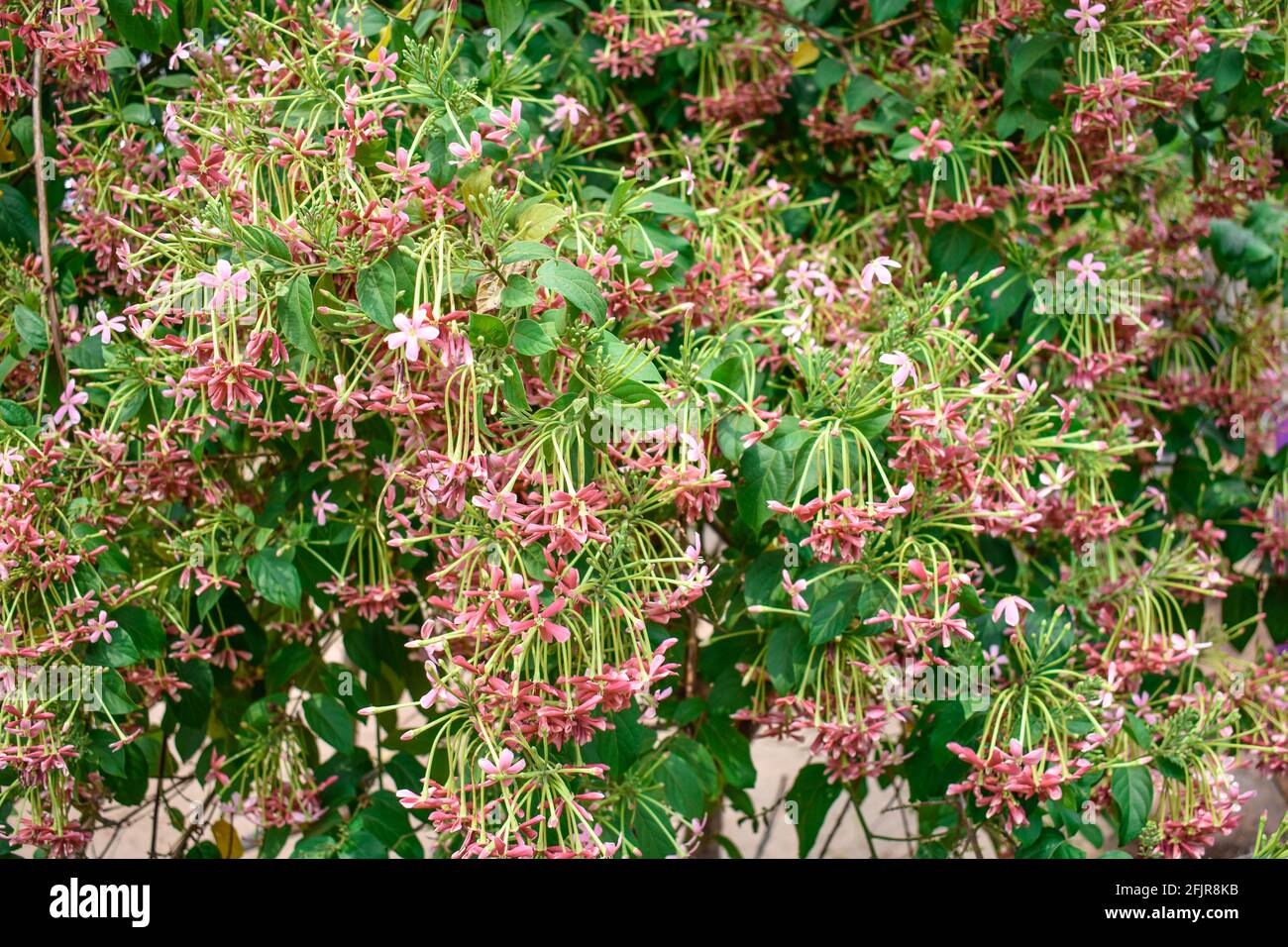 Rangoon Creeper Fructus quisqualis indica tricolore Combretum indicum à l'aspect impressionnant dans un jardin de maison indienne. Banque D'Images