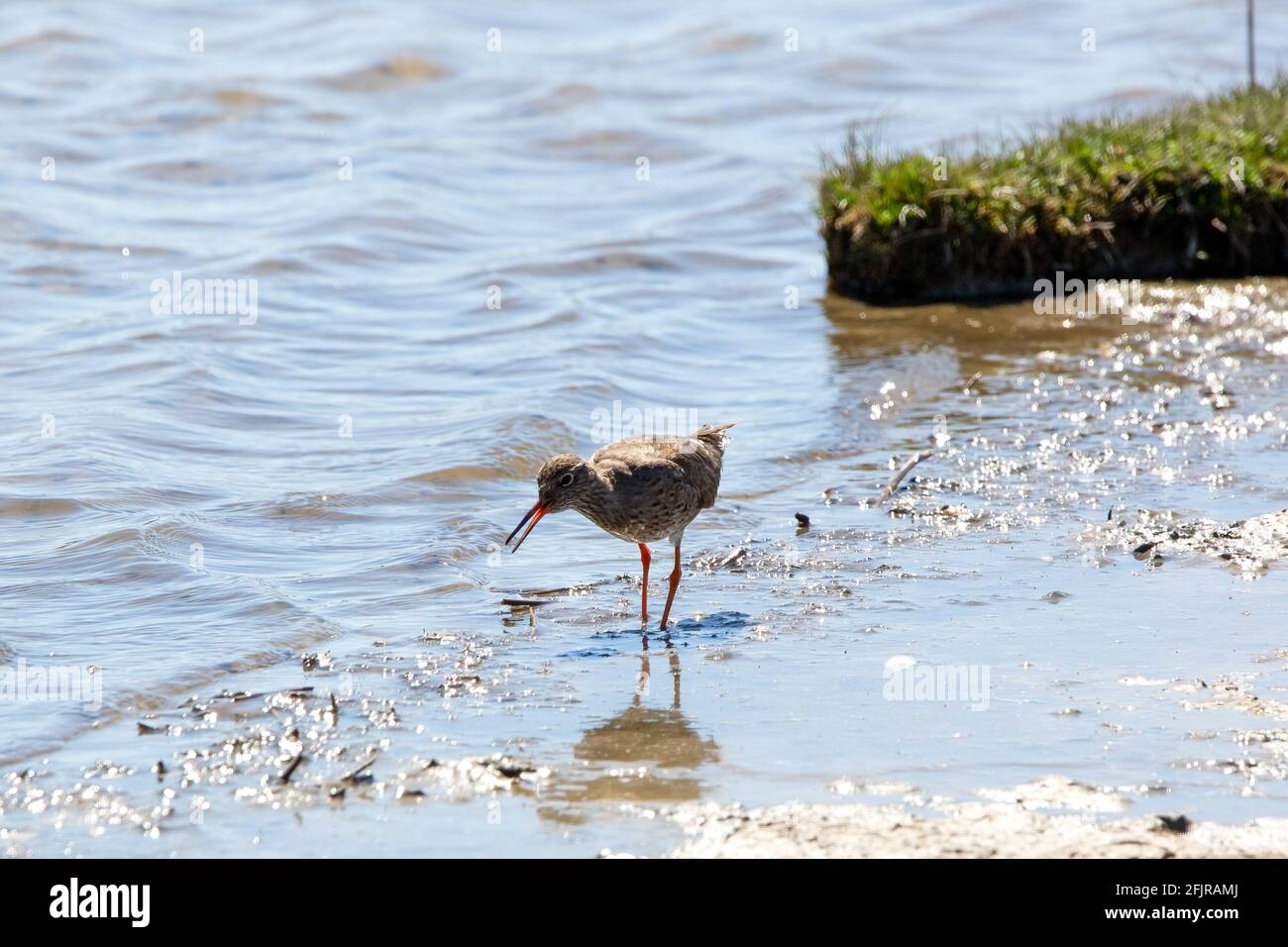 Un passage à gué commun sur une rive de rivière Banque D'Images