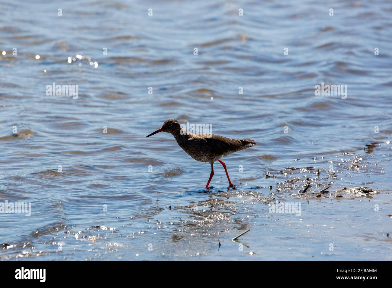 Un passage à gué commun sur une rive de rivière Banque D'Images