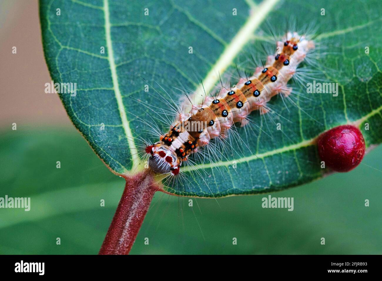 Chenille de dagger, Acronicta rumicis, Satara, Maharashtra, Inde Banque D'Images