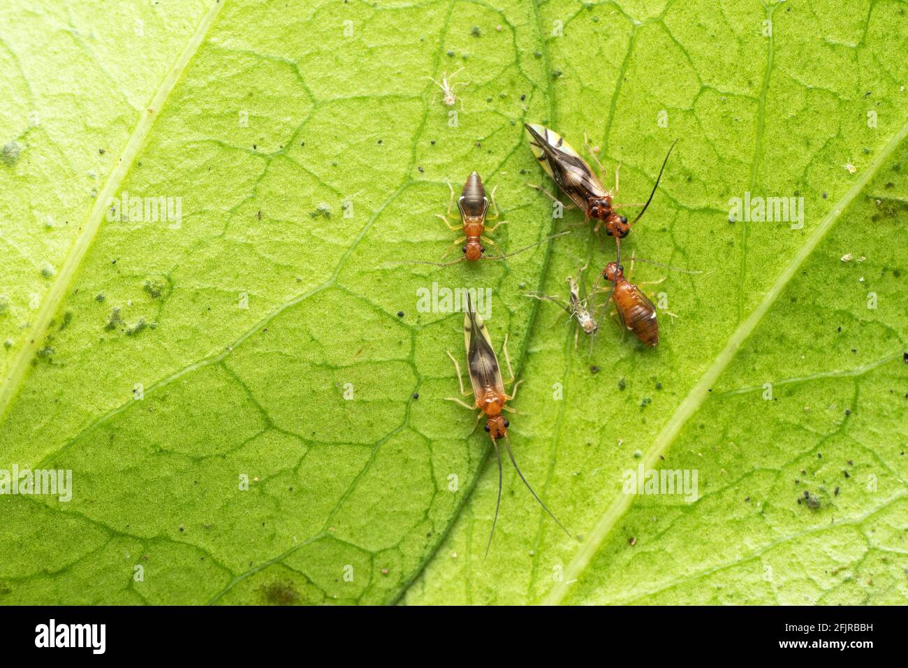 Famille de poux de livre, Abeloposocus basipunctatus, Satara, Maharashtra, Inde Banque D'Images