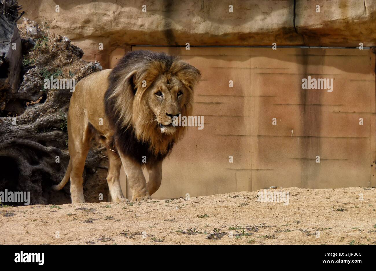 Gros plan sur un lion majestueux qui marche à côté d'un trou d'eau Banque D'Images