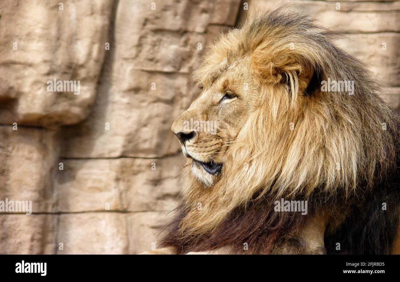 Attention douce d'un lion mâle majestueux contre un rocher falaise Banque D'Images