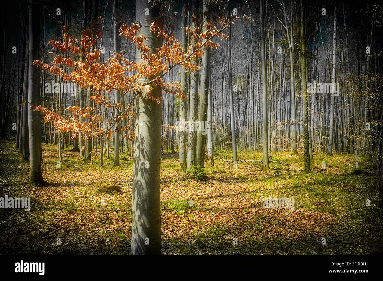 ART PHOTOGRAPHIQUE : Bois de hêtre le long de Lustsee à Iffeldorf (Naturschutzgebiet/réserve naturelle d'Osterseen), Bavière, Allemagne Banque D'Images