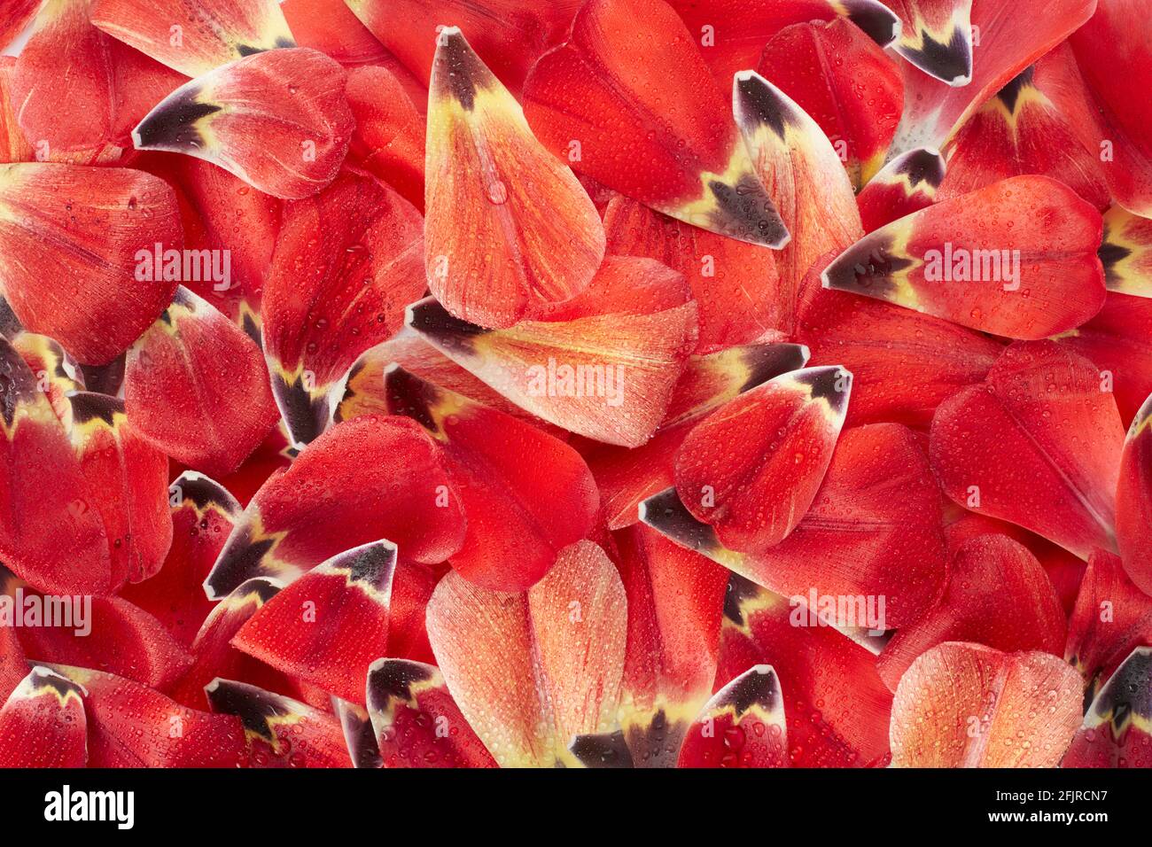 Tulipe rouge, pétales de printemps avec de l'eau gouttes d'arrière-plan de texture Banque D'Images