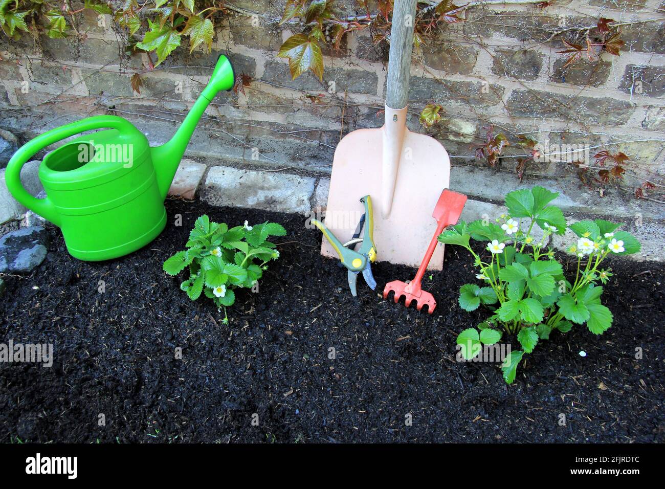 Plantation de fraises dans le jardin, outils de jardinage, travaux de jardin  de printemps, fleurs de jeunes broussailles de fraise Photo Stock - Alamy