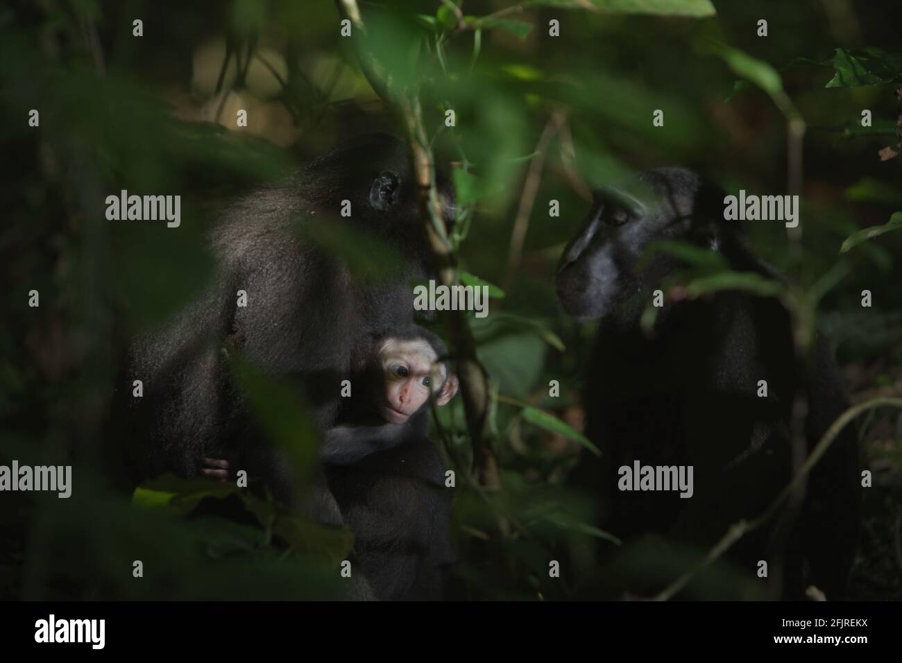 Celebes macaque à crête (Macaca nigra) adultes femmes prenant soin de bébés pendant l'activité sociale à Tangkoko, Nord Sulawesi, Indonésie. Banque D'Images