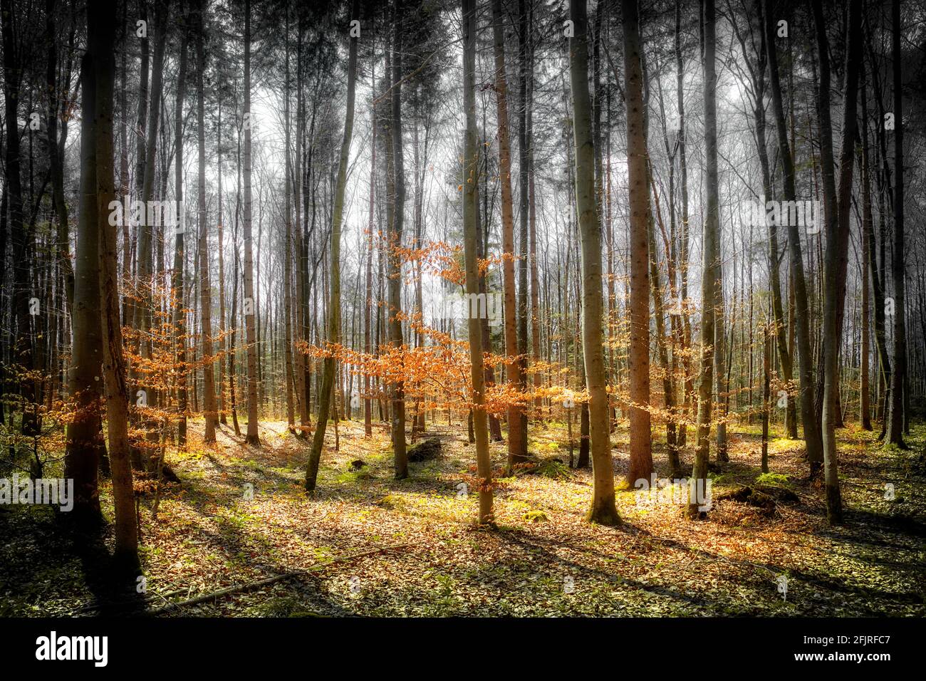 ART PHOTOGRAPHIQUE : Bois de hêtre le long de Lustsee à Iffeldorf (Naturschutzgebiet/réserve naturelle d'Osterseen), Bavière, Allemagne Banque D'Images