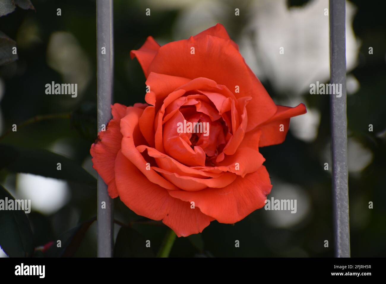 Belle photo macro de fleur de rose rouge. Banque D'Images