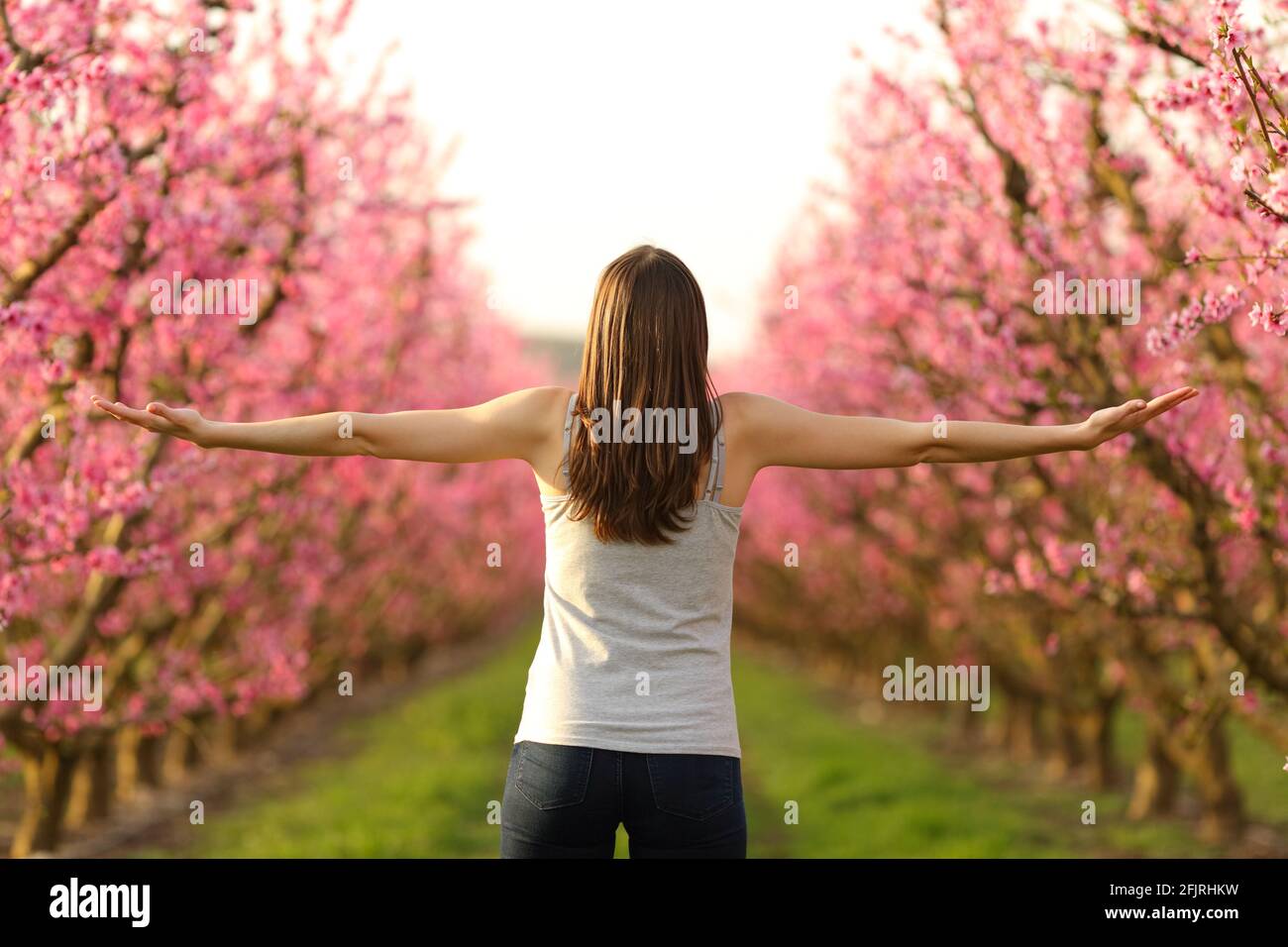 Vue arrière portrait d'une jeune femme qui s'étire les bras célébrant printemps dans un champ rose Banque D'Images