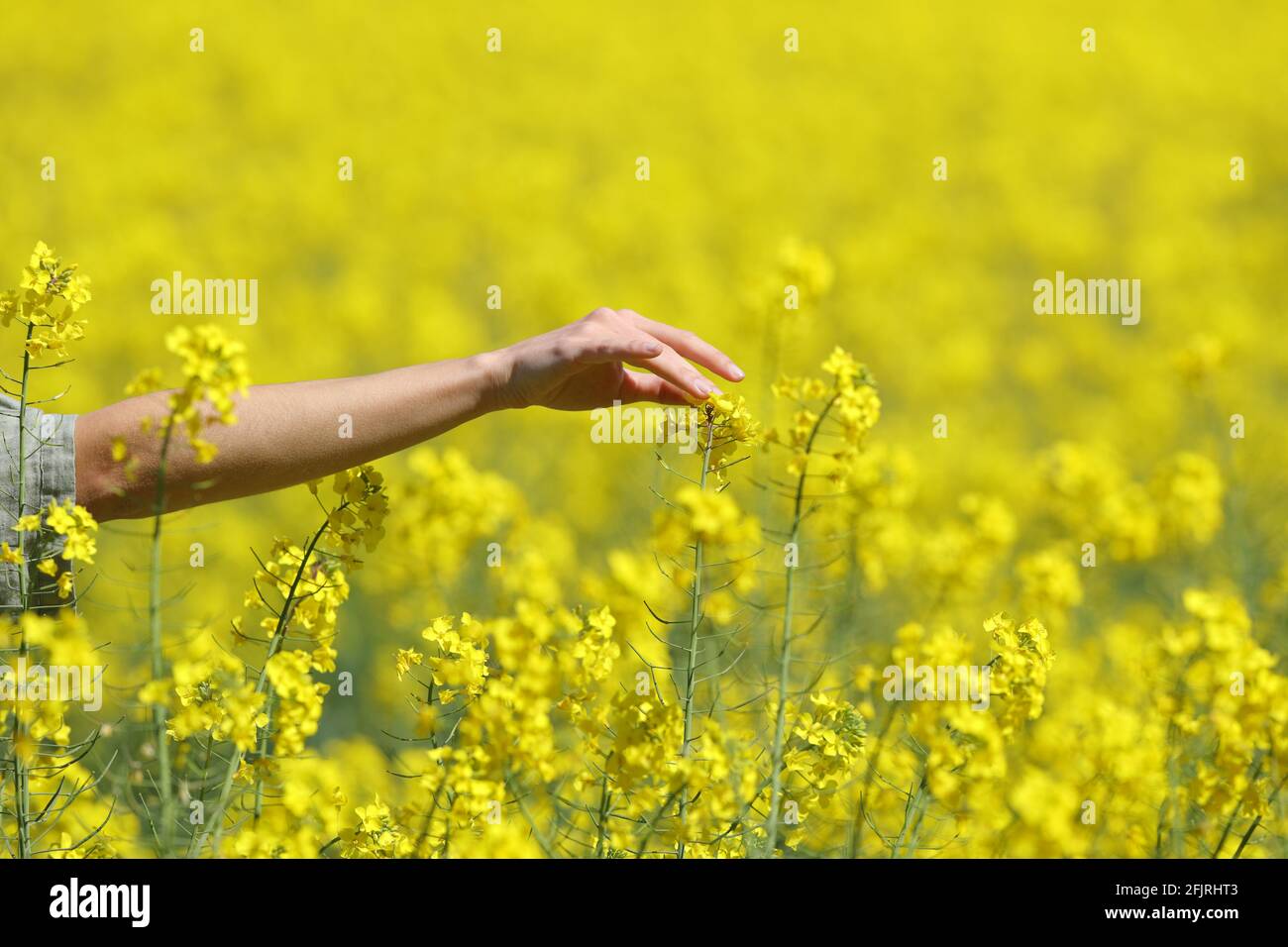 Gros plan d'une main de femme touchant des fleurs dans un champ jaune au printemps Banque D'Images