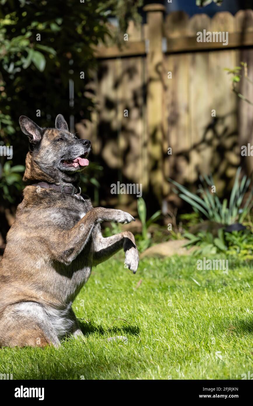 chien mixte assis dans l'herbe avec un motif bringé Banque D'Images