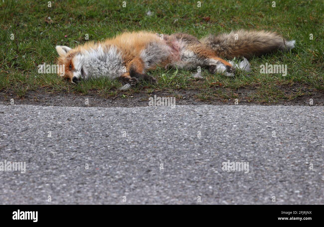 13 Avril 21 Baviere Stotten Il Y A Un Renard Mort Sur Le Cote De La Route Photo Karl Josef Hildenbrand Dpa Photo Stock Alamy