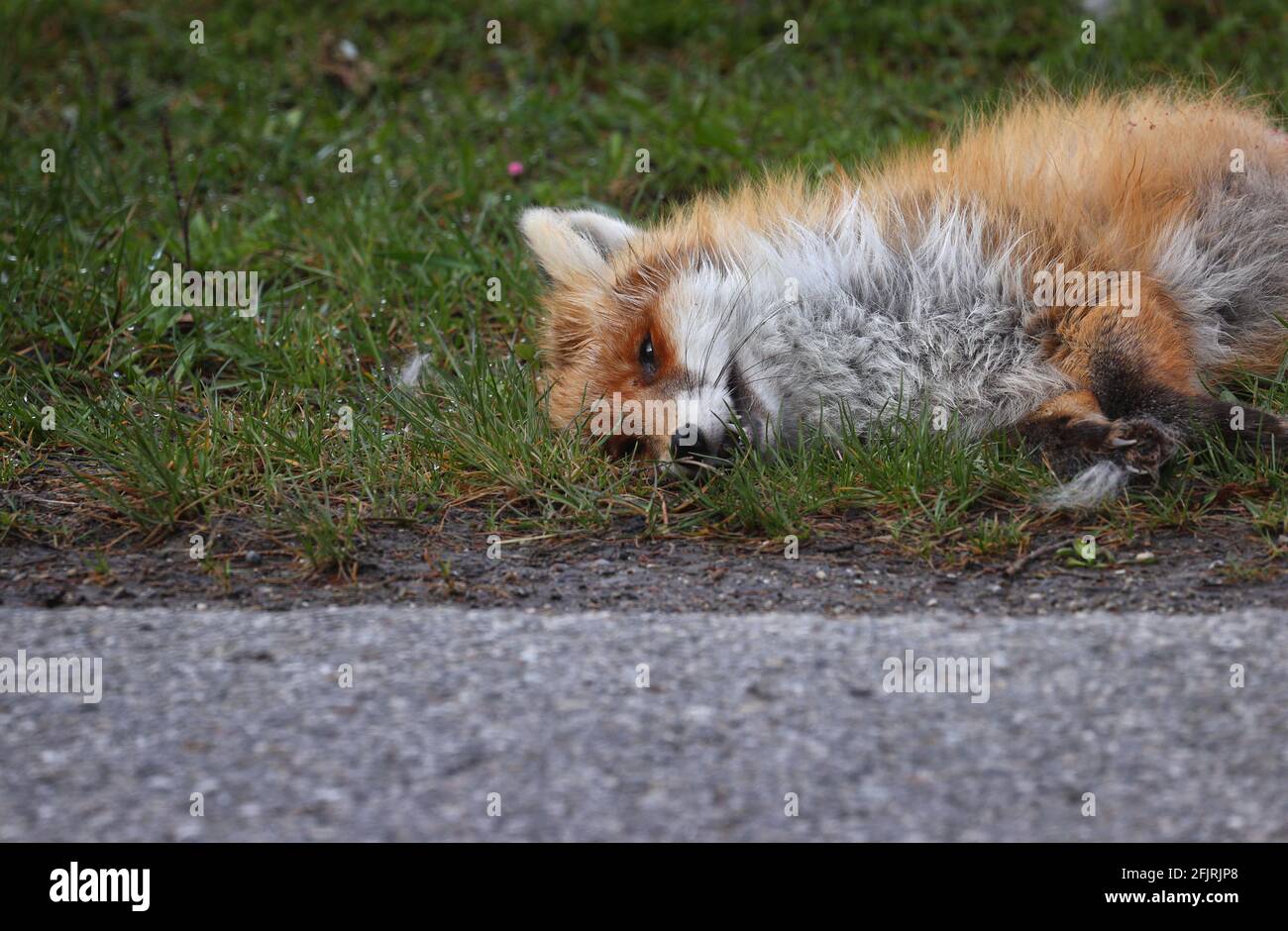 13 Avril 21 Baviere Stotten Il Y A Un Renard Mort Sur Le Cote De La Route Photo Karl Josef Hildenbrand Dpa Photo Stock Alamy