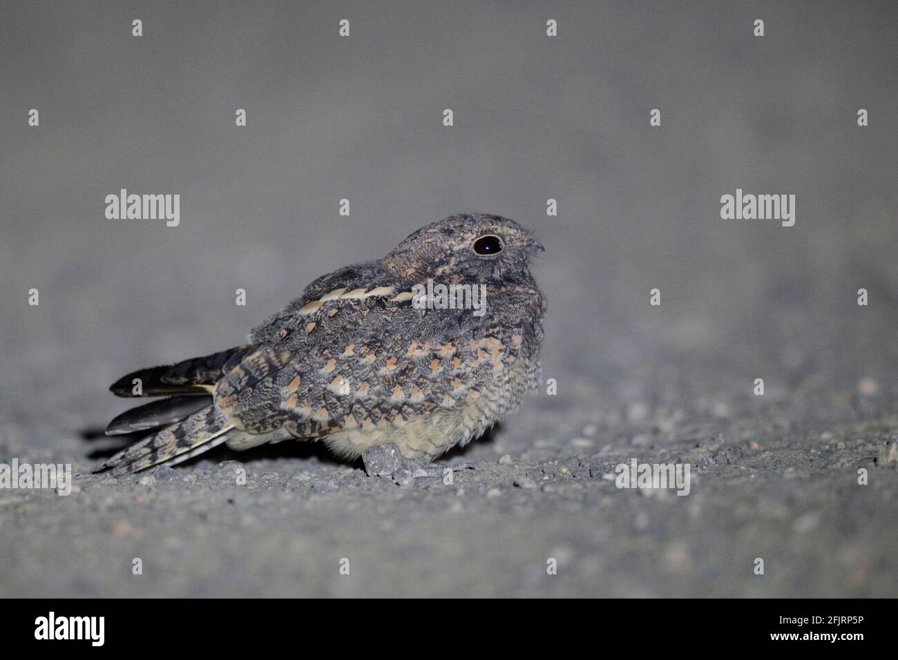 Savane Nightjar (Caprimulgus affinis), sur une piste de gravier de nuit, New Territories, Hong Kong le 25 septembre 2020 Banque D'Images