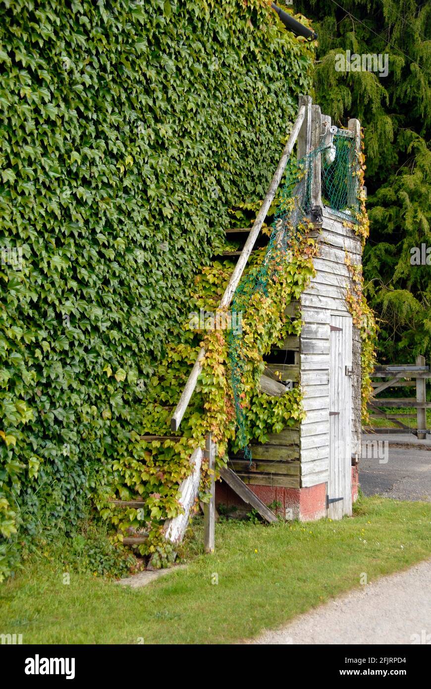 Sur le mur extérieur de l'immeuble, surcultivé ivy (hedera), tout y compris un escalier extérieur, l'Angleterre Banque D'Images