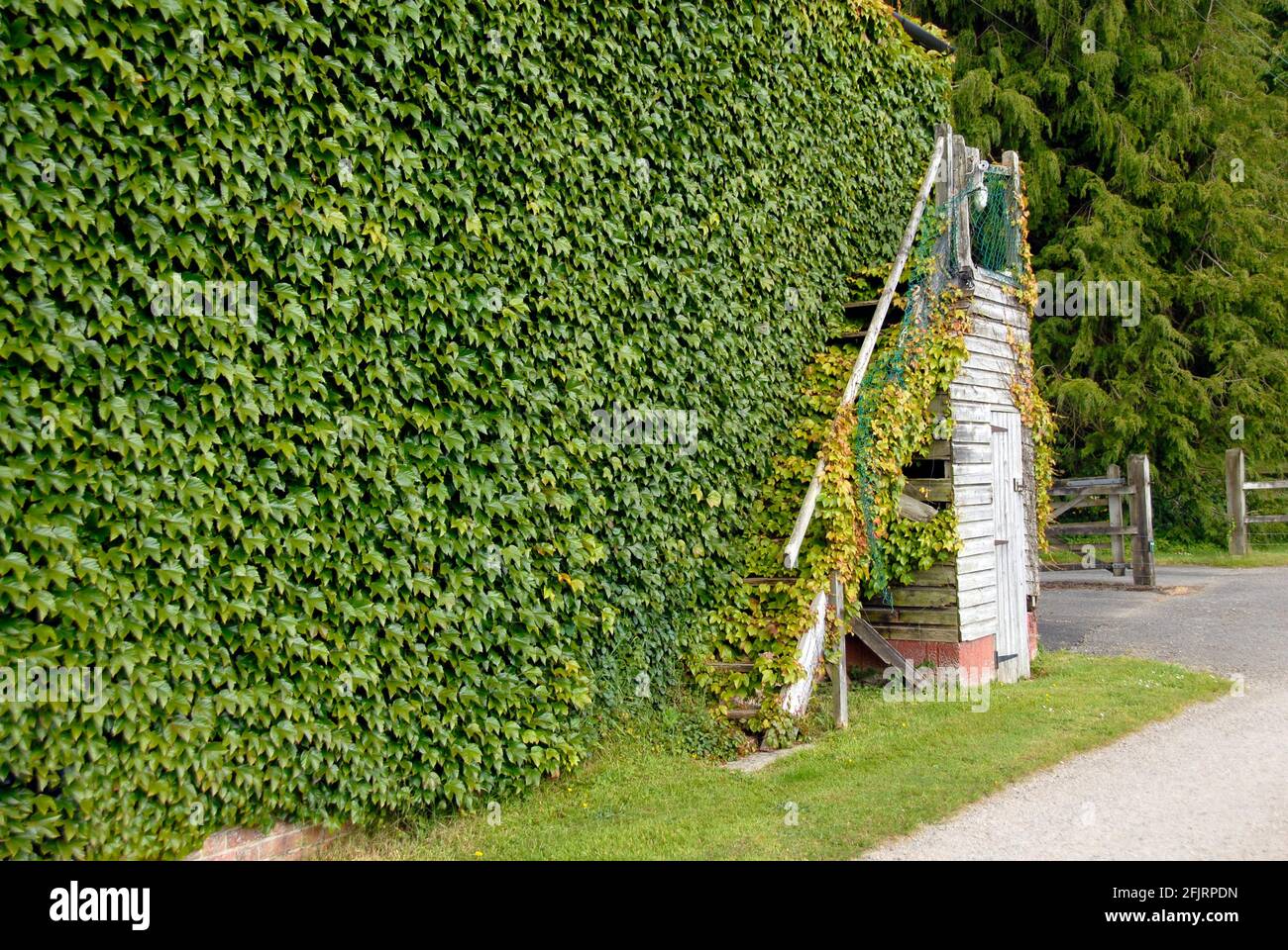 Sur le mur extérieur de l'immeuble, surcultivé ivy (hedera), tout y compris un escalier extérieur, l'Angleterre Banque D'Images