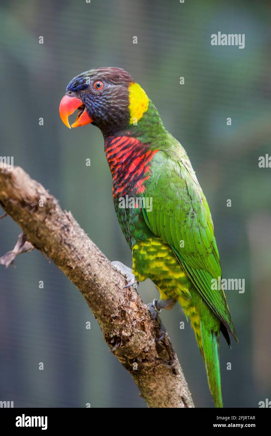 Les Lorikeets de noix de coco (Trichoglossus haematodus) sont des perroquets de la famille des Psittaculidae. La facture est orange-rouge, et la tête bleu foncé s'estompe Banque D'Images