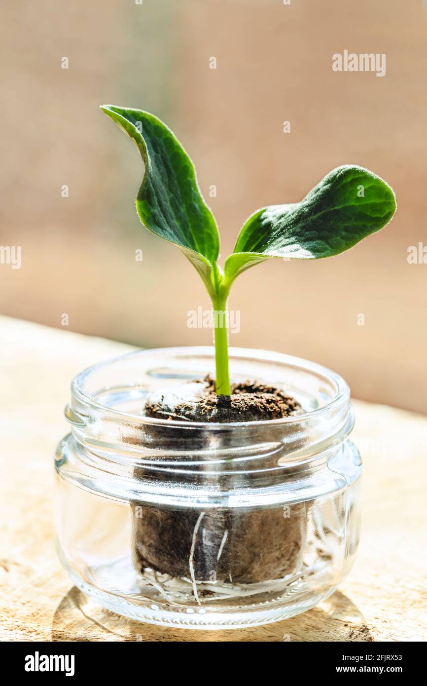 La courgette verte pousse à partir d'un comprimé de tourbe dans un pot en verre sur le rebord de la fenêtre. Banque D'Images