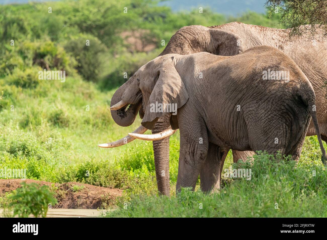 Les éléphants d'Afrique mâles et femelles (Loxodonta) boivent de l'eau et se baignant d'un petit étang dans le parc national d'amboseli, Kenya, le jour de soleil à la lumière du jour Banque D'Images