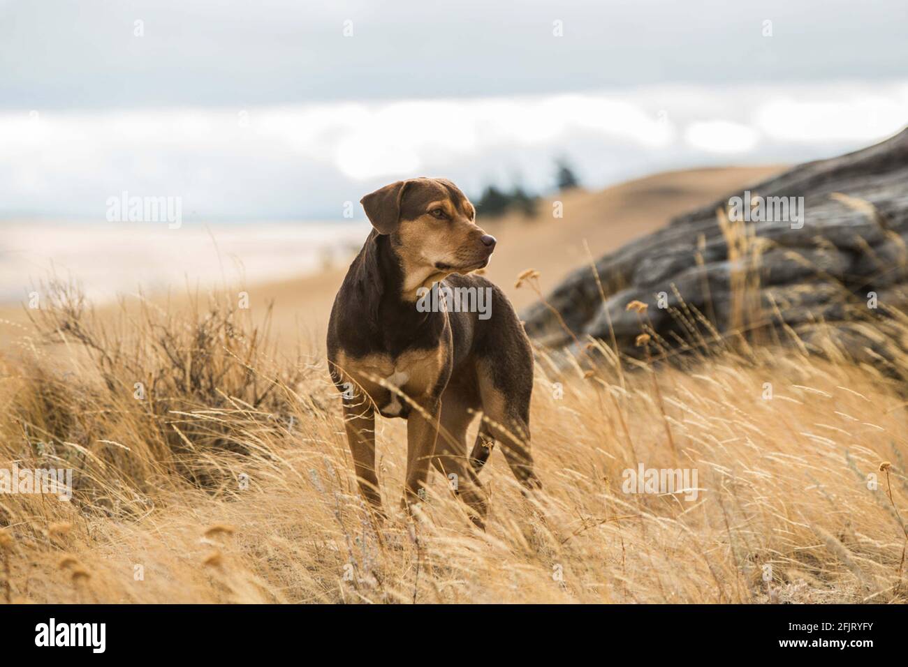 A DOG'S WAY HOME (2019) VOIX DU CHIEN: BRYCE DALLAS HOWARD CHARLES MARTIN SMITH (DIR) COLUMBIA/MOVIESTORE COLLECTION LTD Banque D'Images