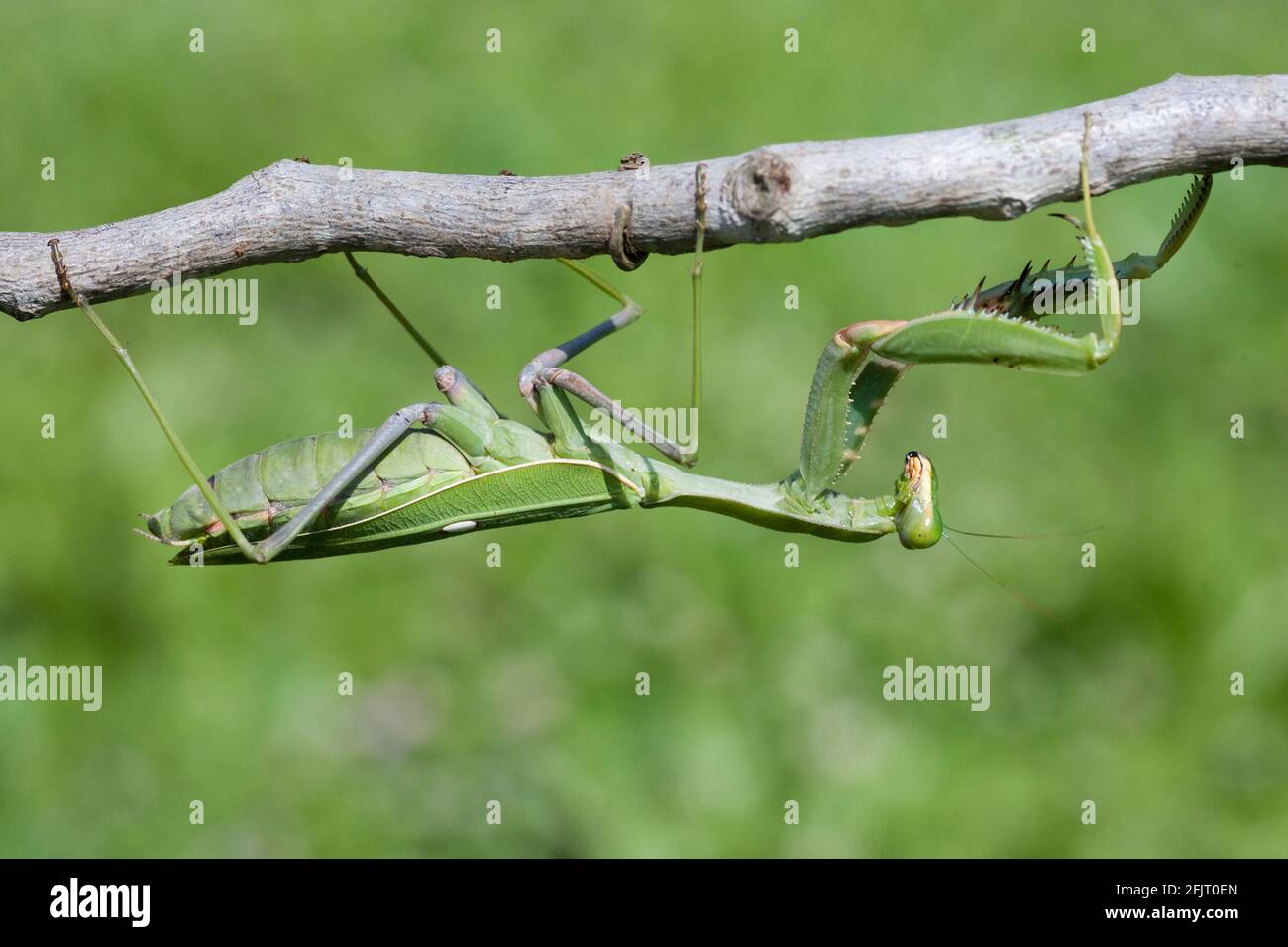 Sphodromantis viridis est une espèce de mantis priant qui est conservée dans le monde entier comme animal de compagnie. Ses noms communs incluent Green Mantis, African Mantis, le géant Afr Banque D'Images