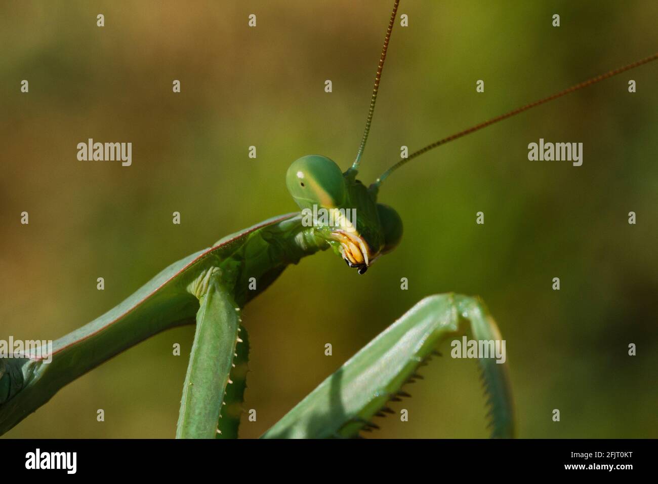 Sphodromantis viridis est une espèce de mantis priant qui est conservée dans le monde entier comme animal de compagnie. Ses noms communs incluent Green Mantis, African Mantis, le géant Afr Banque D'Images