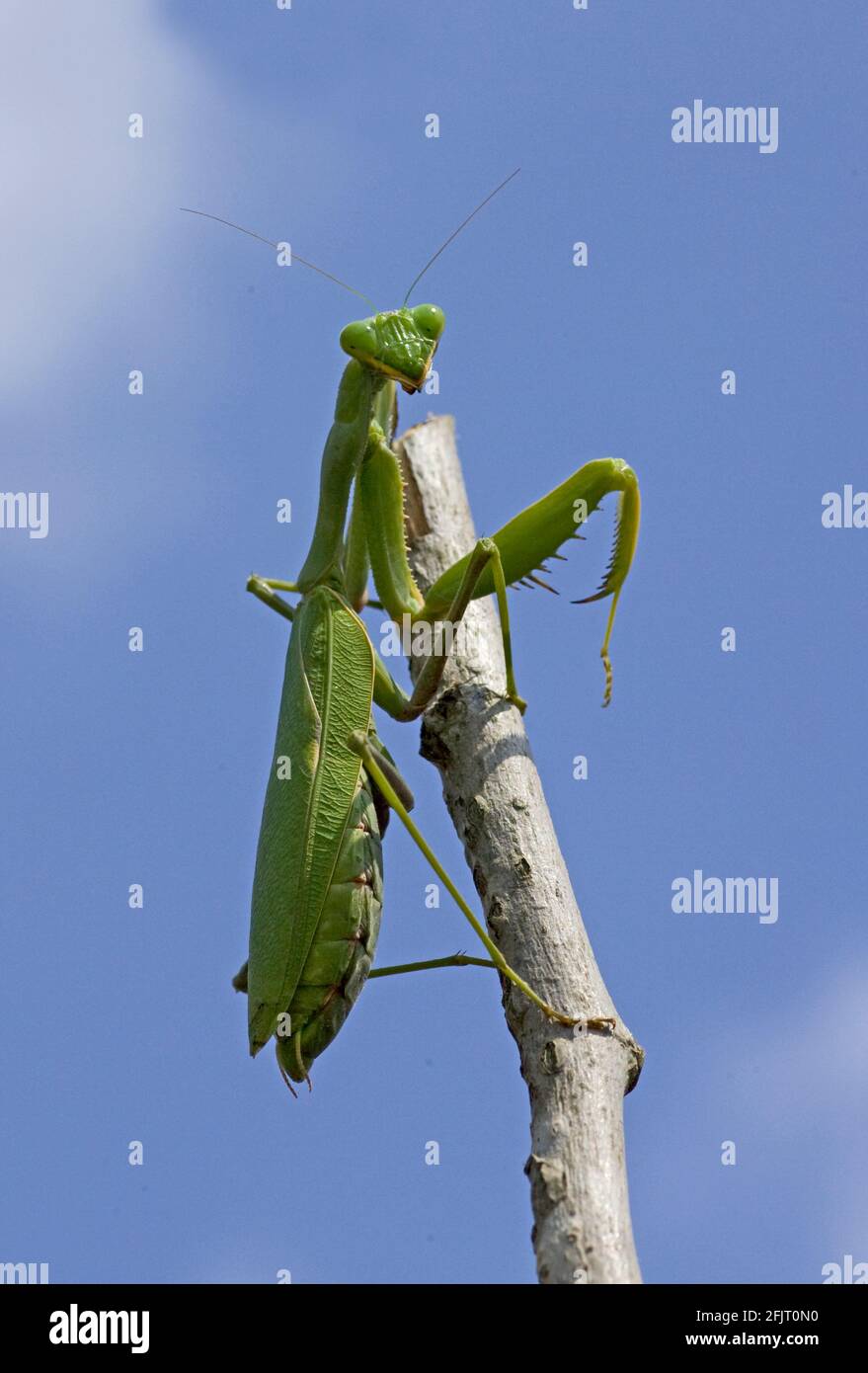 Sphodromantis viridis est une espèce de mantis priant qui est conservée dans le monde entier comme animal de compagnie. Ses noms communs incluent Green Mantis, African Mantis, le géant Afr Banque D'Images