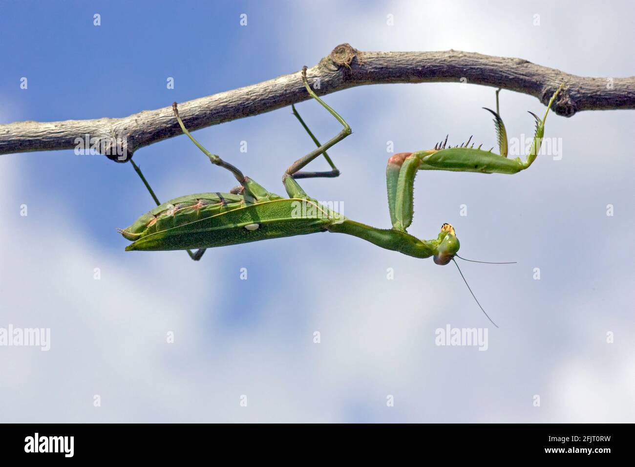 Sphodromantis viridis est une espèce de mantis priant qui est conservée dans le monde entier comme animal de compagnie. Ses noms communs incluent Green Mantis, African Mantis, le géant Afr Banque D'Images