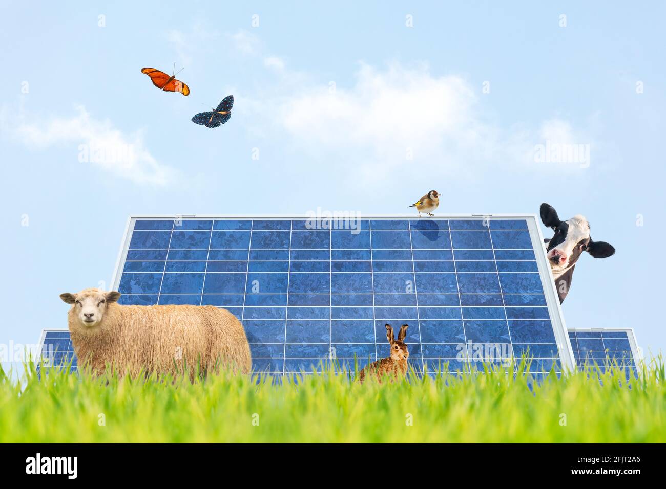 Terrain d'été ensoleillé avec panneaux solaires, animaux de ferme et papillons Banque D'Images