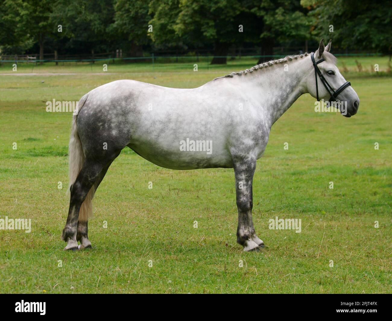 Un beau cheval tressé gris dans une bride de chicane. Banque D'Images