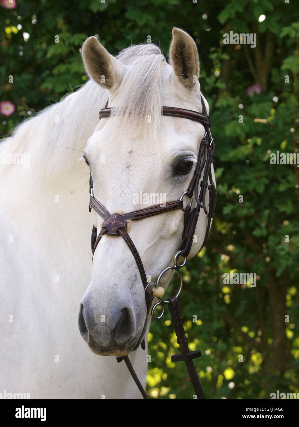 Une tête d'un cheval gris dans un bridle gris. Banque D'Images