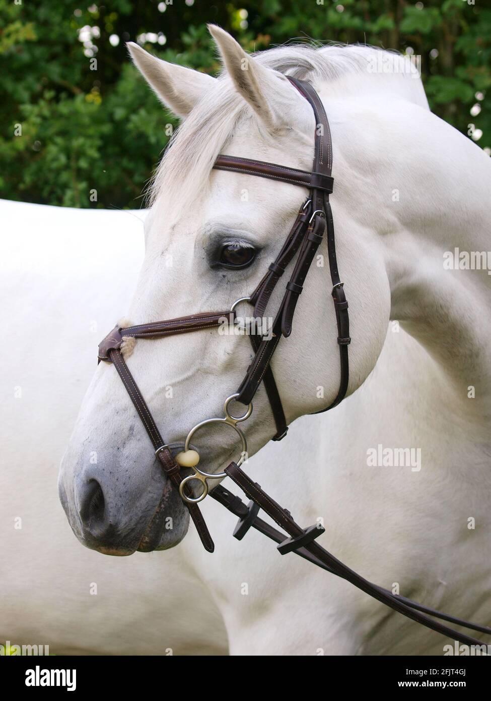 Une tête d'un cheval gris dans un bridle gris. Banque D'Images