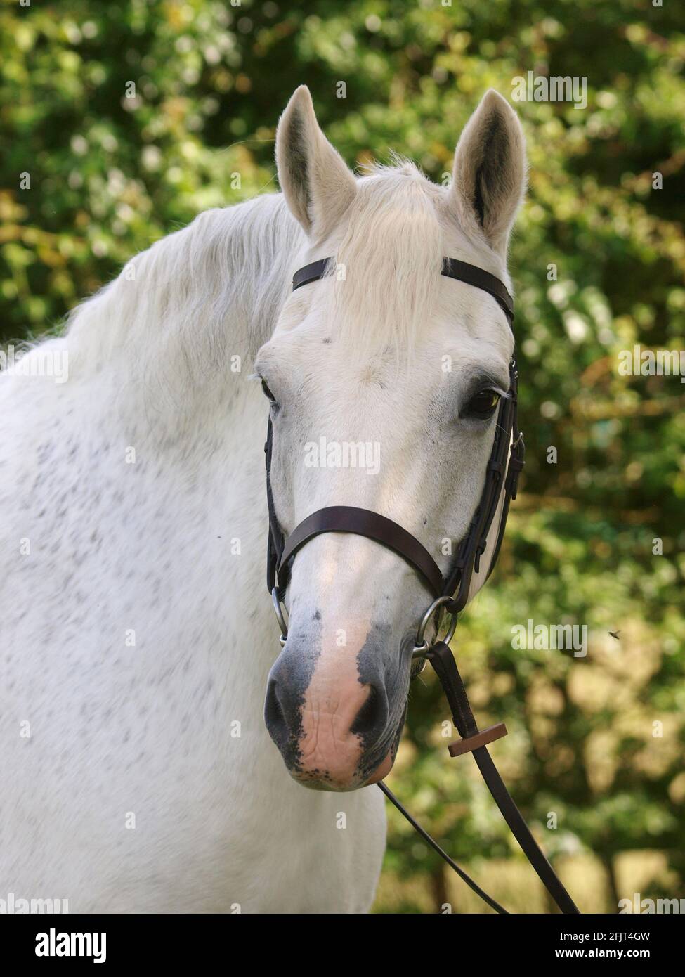 Une tête d'un cheval gris dans une bride de chicane. Banque D'Images